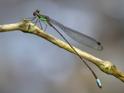 Palaemnea sp (a Shadowdamsel)-4.jpg